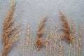Dry grass on grey background,top view.Autumn arrangement of dried ears.