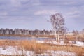 Dry grass. Grey sky. White snow. Overcast