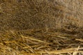 Dry grass on the ground