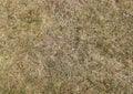 Dry grass ground texture Royalty Free Stock Photo