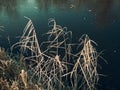 The dry grass growing on the river bank was covered with frost, the water in the river froze