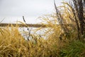 Dry grass grows on the shore of the lake. beautiful natural background image Royalty Free Stock Photo