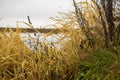 Dry grass grows on the shore of the lake. beautiful natural background image Royalty Free Stock Photo