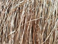 Dry grass, hay, straw laid in rows. Thatched wall background and texture. Tropical roofing on beach. Abstract pattern Royalty Free Stock Photo