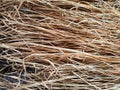 Dry grass, hay, straw laid in rows. Thatched wall background and texture. Tropical roofing on beach. Abstract pattern Royalty Free Stock Photo