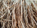 Dry grass, hay, straw laid in rows. Thatched wall background and texture. Tropical roofing on beach. Abstract pattern Royalty Free Stock Photo