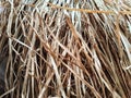 Dry grass, hay, straw laid in rows. Thatched wall background and texture. Tropical roofing on beach. Abstract pattern Royalty Free Stock Photo