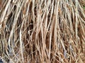 Dry grass, hay, straw laid in rows. Thatched wall background and texture. Tropical roofing on beach. Abstract pattern Royalty Free Stock Photo