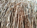 Dry grass, hay, straw laid in rows. Thatched wall background and texture. Tropical roofing on beach. Abstract pattern Royalty Free Stock Photo