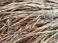 Dry grass, hay, straw laid in rows. Thatched wall background and texture. Tropical roofing on beach. Abstract pattern Royalty Free Stock Photo