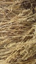 Dry grass, hay, straw, pring, warm, springtime, color