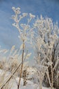 Dry grass in hoarfrost against the sky Royalty Free Stock Photo