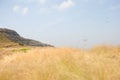 Dry grass with horizon and mountaineous area Royalty Free Stock Photo