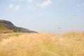 Dry grass with horizon and mountaineous area