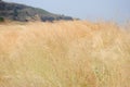 Dry grass with horizon and mountaineous area