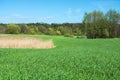 Dry grass on a large green field, forest and blue sky Royalty Free Stock Photo