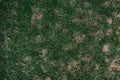 Dry grass leaf change from green to dead brown in a circle lawn texture background dead dry grass. Dead grass of the nature Royalty Free Stock Photo