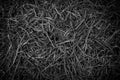 Dry grass leaf texture top view background. Black and white color Royalty Free Stock Photo