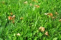 Dry grass leaves in the field, natural background Royalty Free Stock Photo