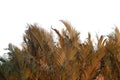 Dry grass lush bush isolated on white background Royalty Free Stock Photo