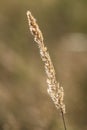 a dry grass in the meadow during the golden hour Royalty Free Stock Photo