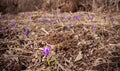 Dry grass meadow with wild purple iris (Crocus heuffelianus ) flowers, closeup detail Royalty Free Stock Photo