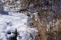 Dry grass and melt snow Royalty Free Stock Photo