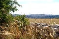 Dry grass in the middle of the summer with ancient town of Matera Sassi di Matera and its typical medieval cave dwellings Royalty Free Stock Photo