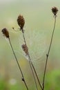 Spider web with dew droplets on dry grass Royalty Free Stock Photo