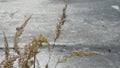 Dry Grass near the ice Pond