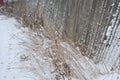 Dry grass near an old wooden fence in winter. Snow drifts in rural areas. Rural winter landscape Royalty Free Stock Photo