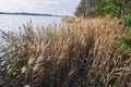 Dry grass near water in the forest Royalty Free Stock Photo