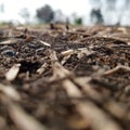 Dry Grass Particle on Soil Royalty Free Stock Photo