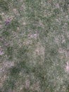 Dry grass patches background