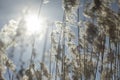 Dry grass. Dry plant. Details of nature. Background of herb Royalty Free Stock Photo