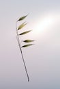 Dry grass plant Royalty Free Stock Photo