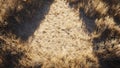 dry grass plant texture background Royalty Free Stock Photo