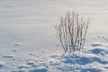 Dry grass in pure white snow in winter Royalty Free Stock Photo