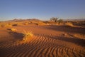 Dry grass on red sand dune Royalty Free Stock Photo