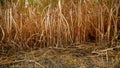 Dry grass, reed and cane on field at autumn