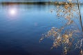 Dry grass reeds reeds near river, on surface of the water the glare of the sun. On the right, dry autumn grass grows Royalty Free Stock Photo