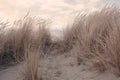 Dry grass on a sandy beach, tumbleweed. Royalty Free Stock Photo