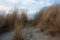 Dry grass on a sandy beach, tumbleweed. Royalty Free Stock Photo