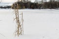 dry grass on the shore of a frozen lake in the cold winter. high quality Royalty Free Stock Photo