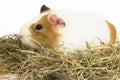 On dry grass sits a Guinea pig . Royalty Free Stock Photo