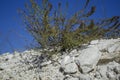 Limestone vegetation at the chalk quarry.