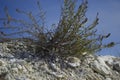 Limestone vegetation at the chalk quarry.