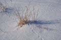 Dry grass in the snow,with dry grass and animal tracks under the snow, nature in winter Royalty Free Stock Photo