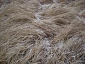 Dry grass with snow