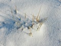 Dry grass in the snow in winter Royalty Free Stock Photo